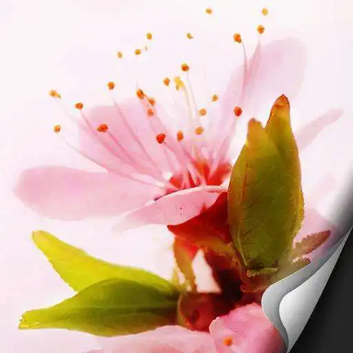 Free play online [Full HD] Spring Atom theme  APK